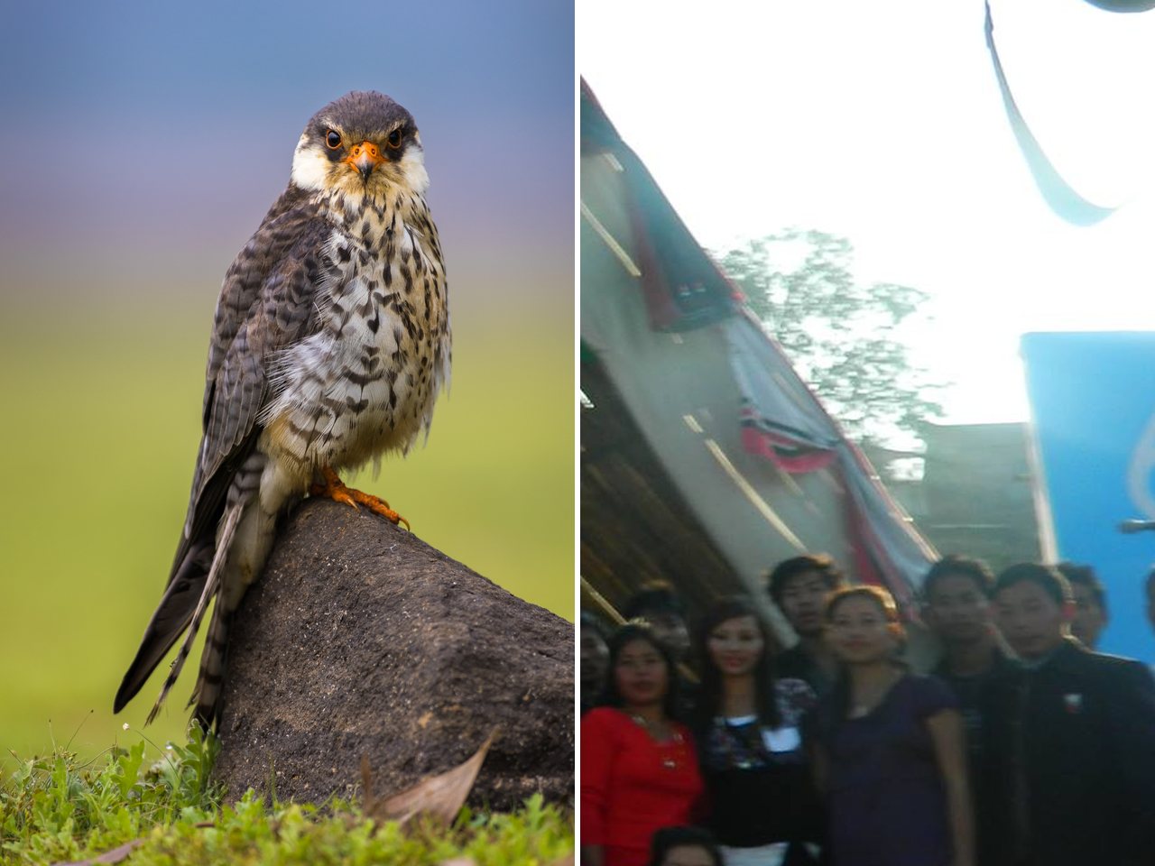 An Amur falcon perched on a branch (file photo)