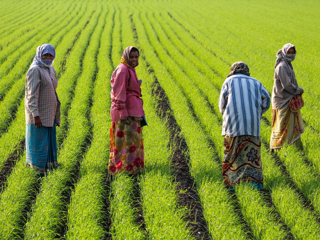Women farmers at work in a field (file photo)