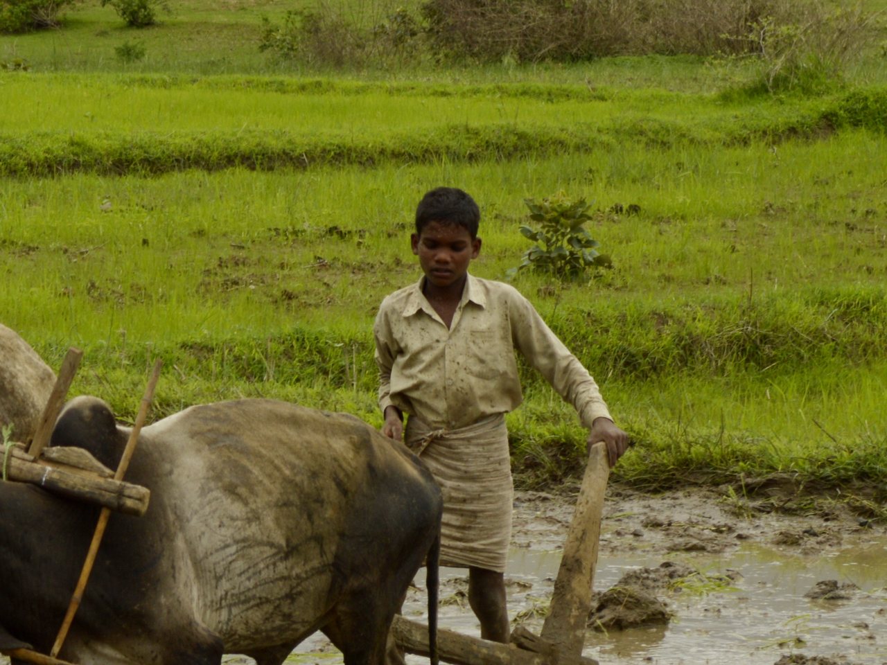 A farmer ploughs a paddy field with bullocks (file photo)