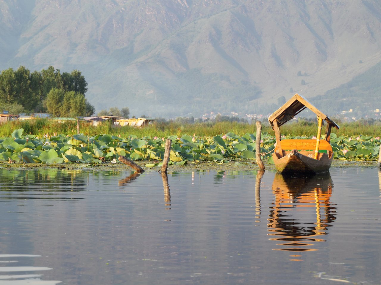 Shikaras on Dal Lake, Srinagar