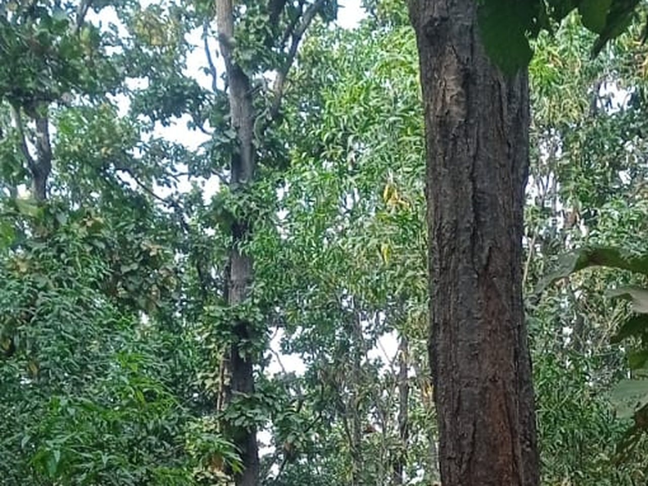 Kapi Buru in Rairangpur, Mayurbhanj, Odisha (file photo)