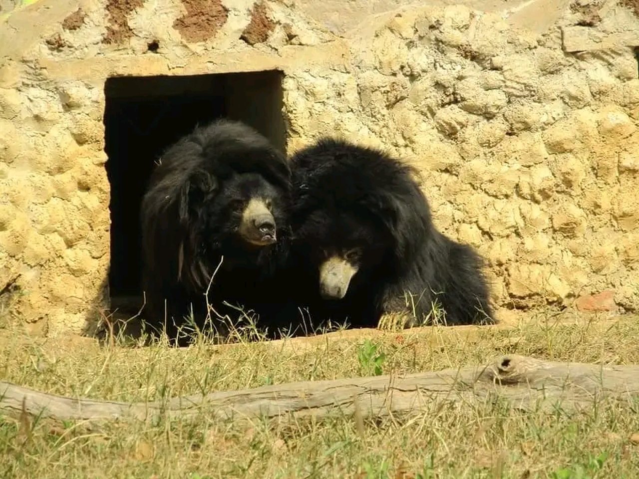 A sloth bear in an Indian forest (file photo)